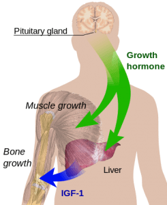 How the human growth hormone works