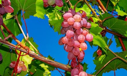 Can you Eat Grape Seeds?